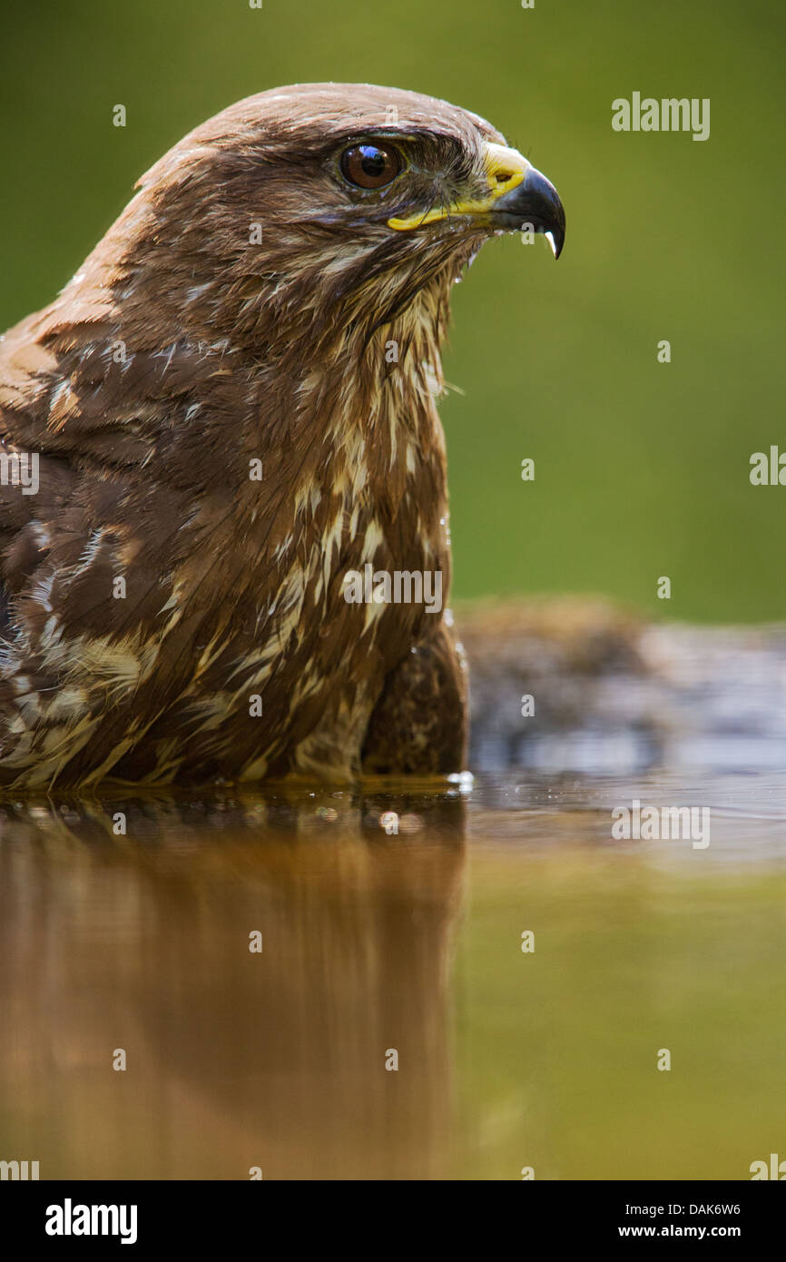 Nahaufnahme von einer wilden Mäusebussard (Buteo Buteo) im Waldschwimmbad, soft-Fokus-grünen Hintergrund Stockfoto