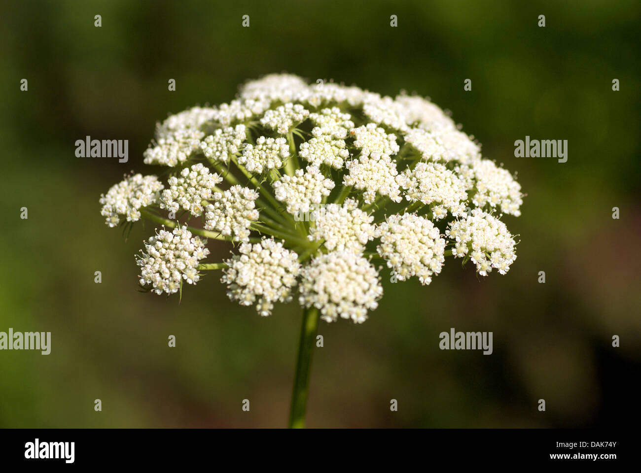 Mond Karotte (Seseli Libanotis), Blütenstand, Deutschland Stockfoto