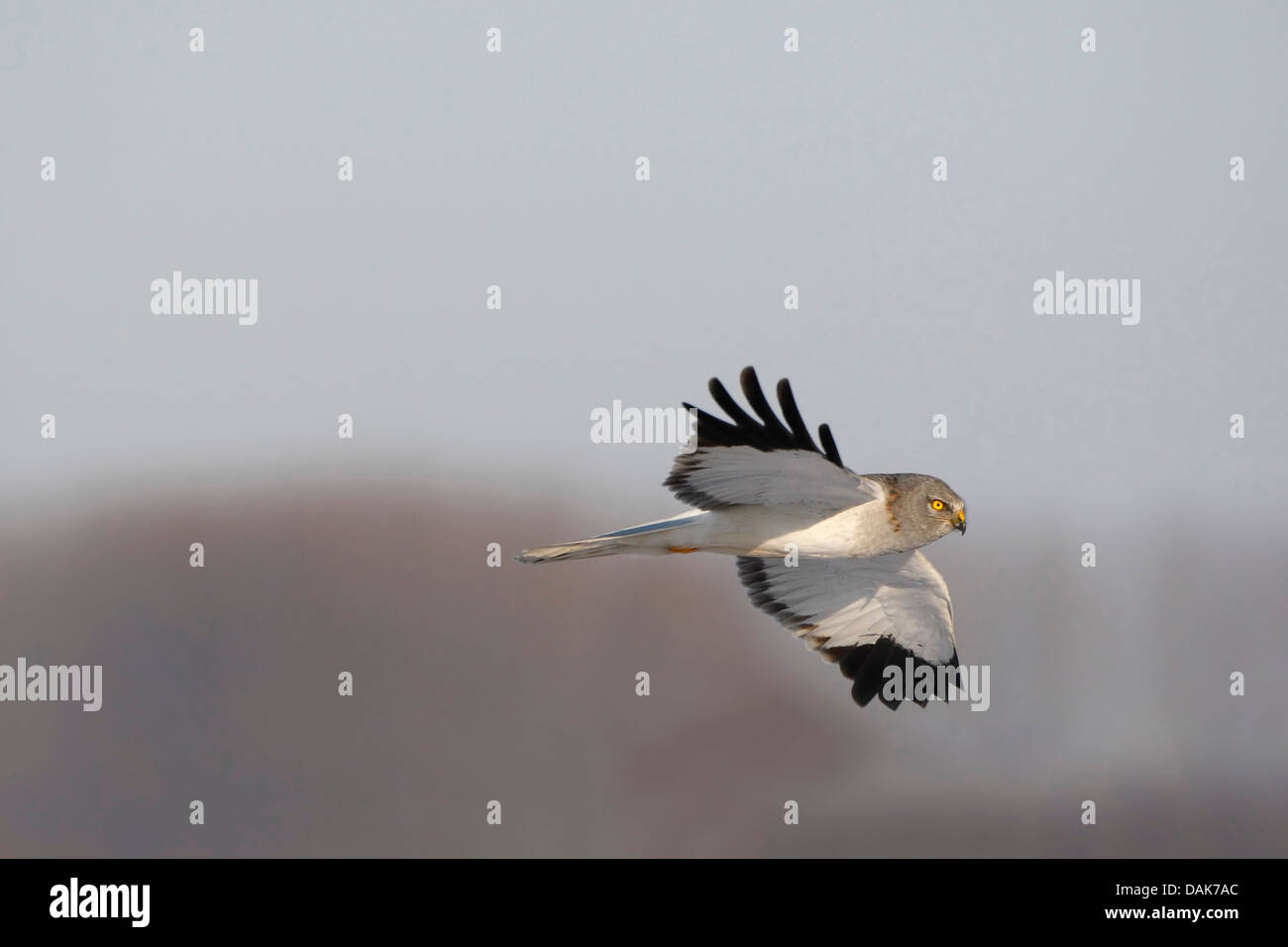 Kornweihe (Circus Cyaneus), Männchen im Flug, Belgien Stockfoto