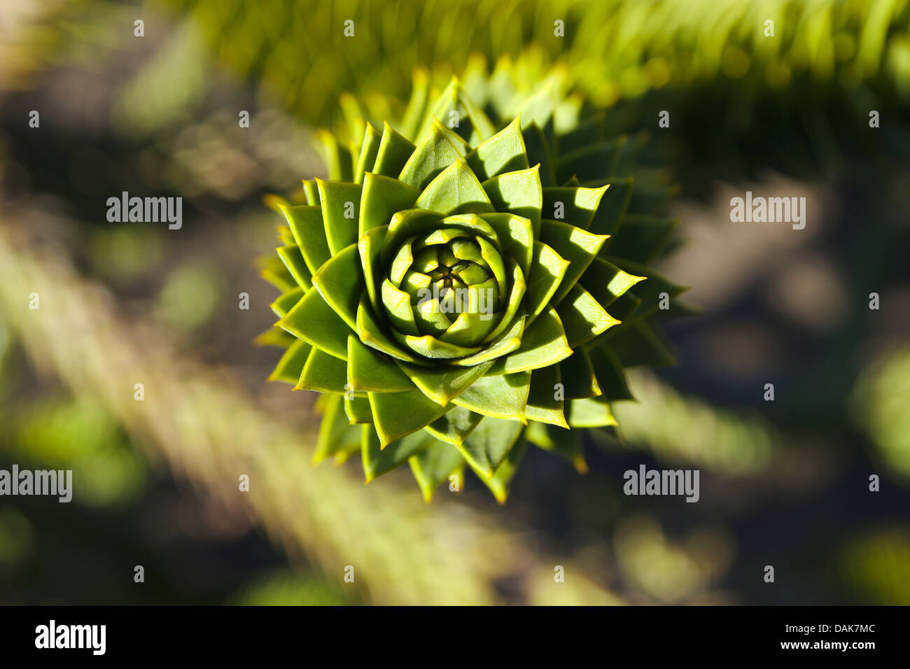 Chilenische Kiefer (Araucaria Araucana), Zweig, Conguillio Nationalpark, Anden, Patagonien, Chile Stockfoto