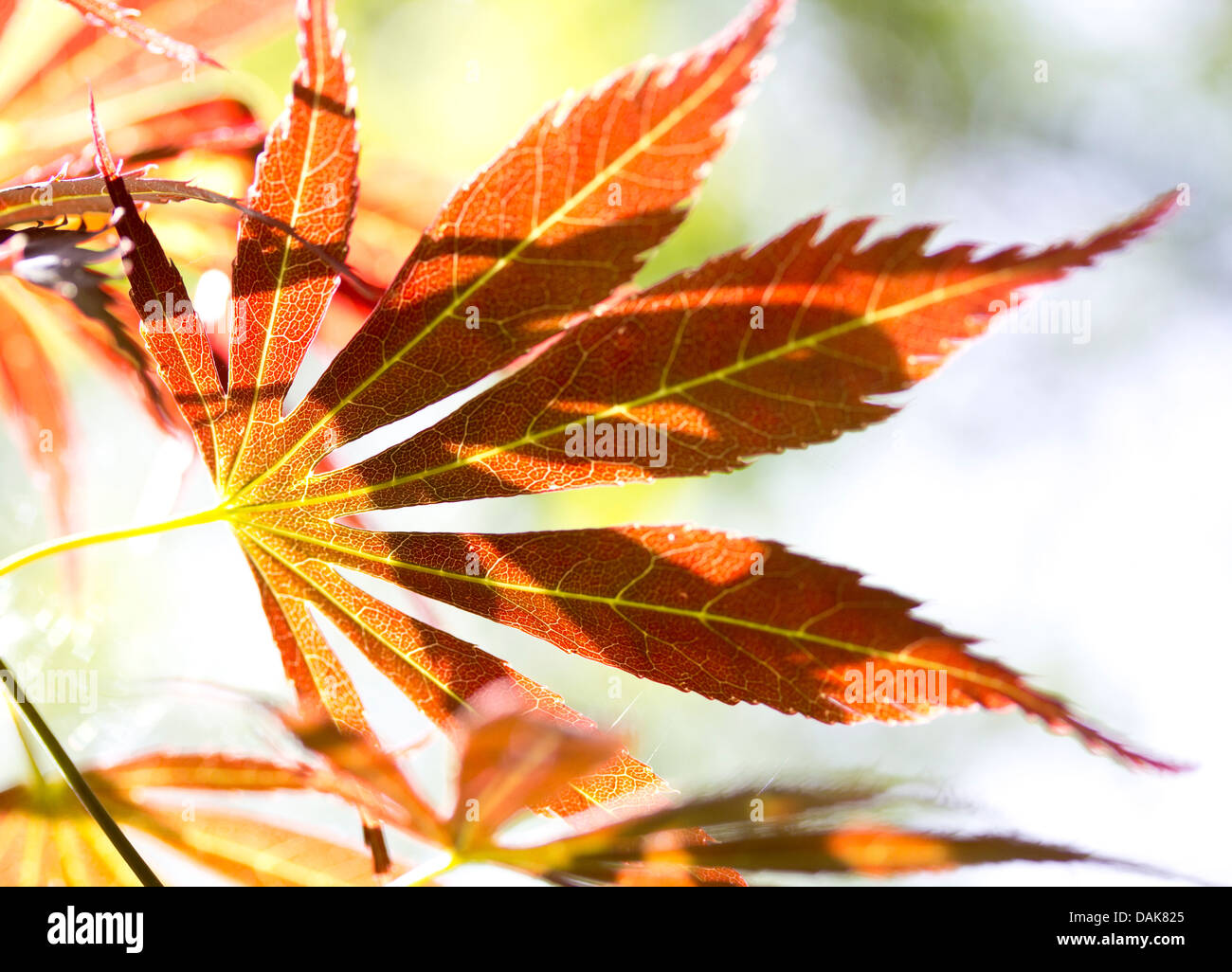 Hintergrundbeleuchtung Acer Blatt. Zeitgenössischen Stil. Stockfoto