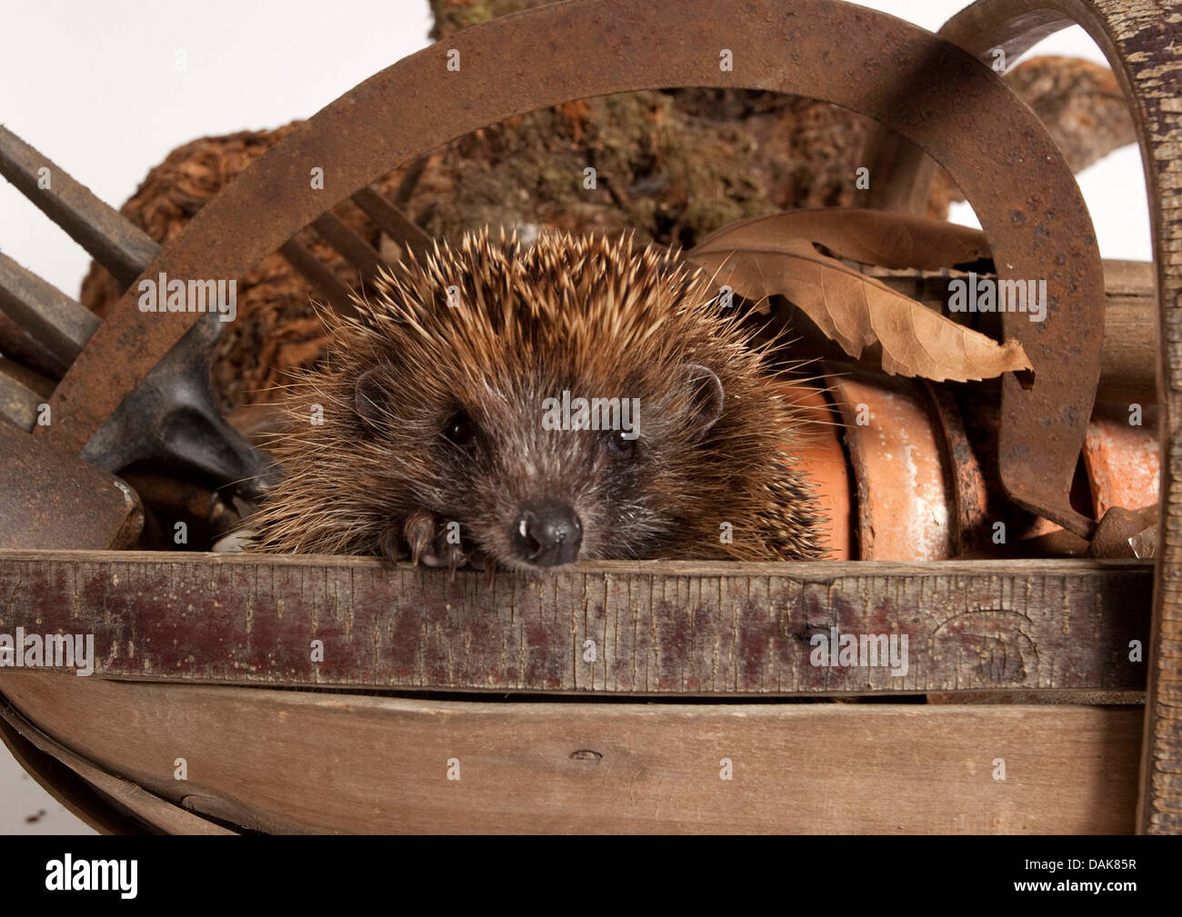 Europäische Igel in Gartengeräte im studio Stockfoto