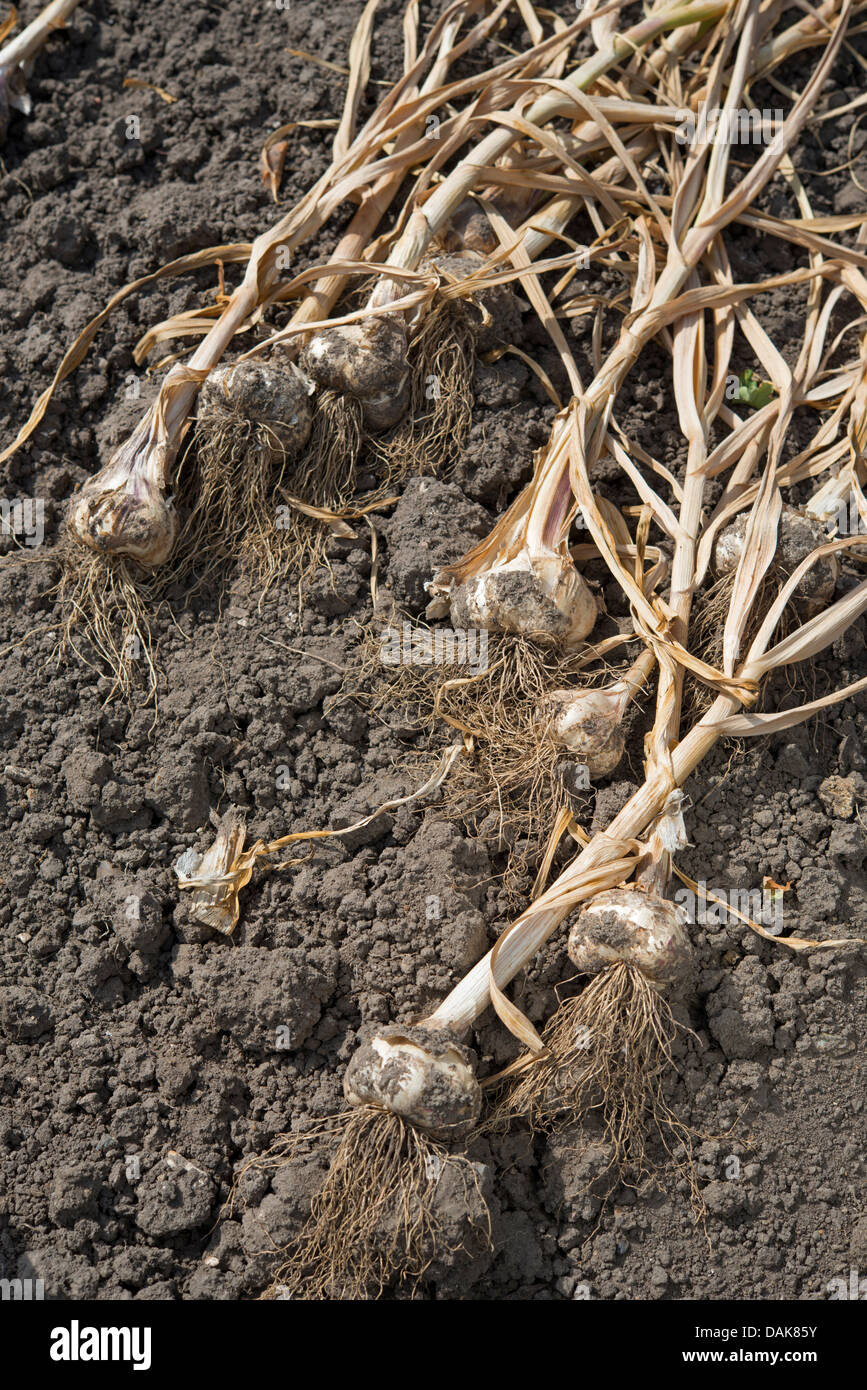 Knoblauch: Allium Sativum "Provence" zum Trocknen ausgelegt. Stockfoto