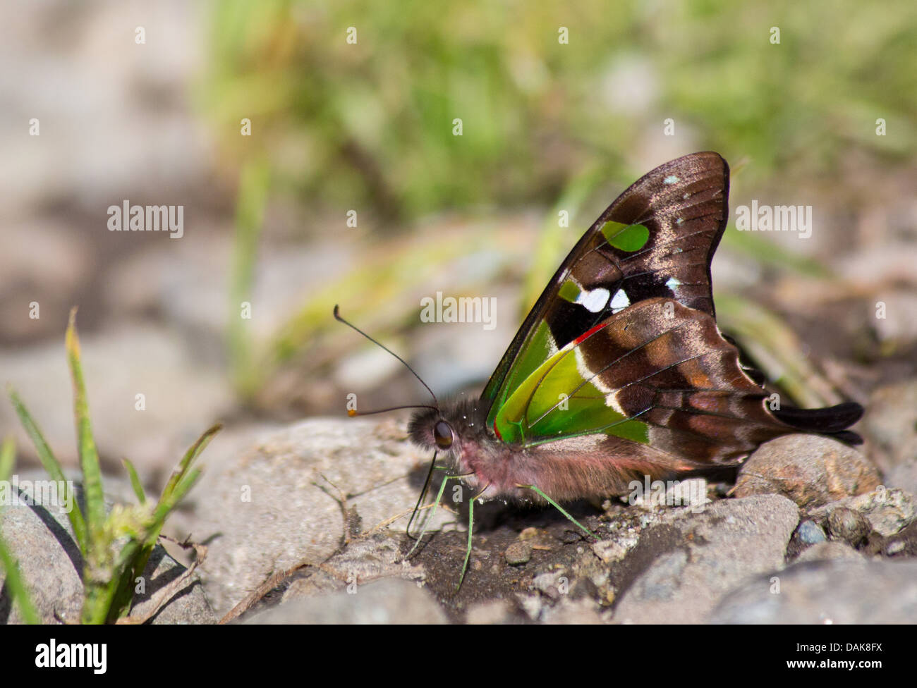 Lila gefleckten Schwalbenschwanz (Graphium Weiskei) Schmetterling, Papua New Guinea highlands Stockfoto
