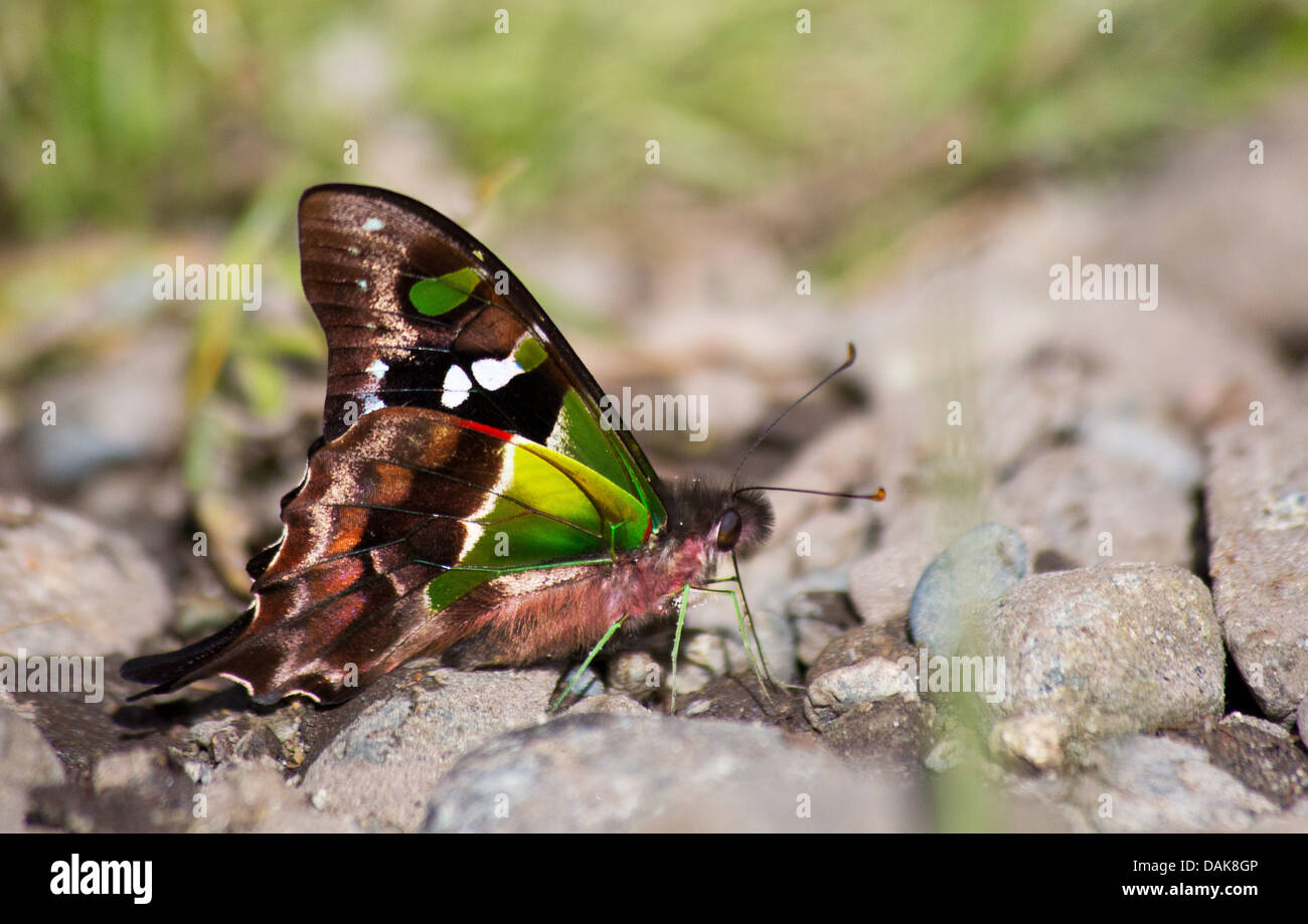 Lila gefleckten Schwalbenschwanz (Graphium Weiskei) Schmetterling, Papua New Guinea highlands Stockfoto