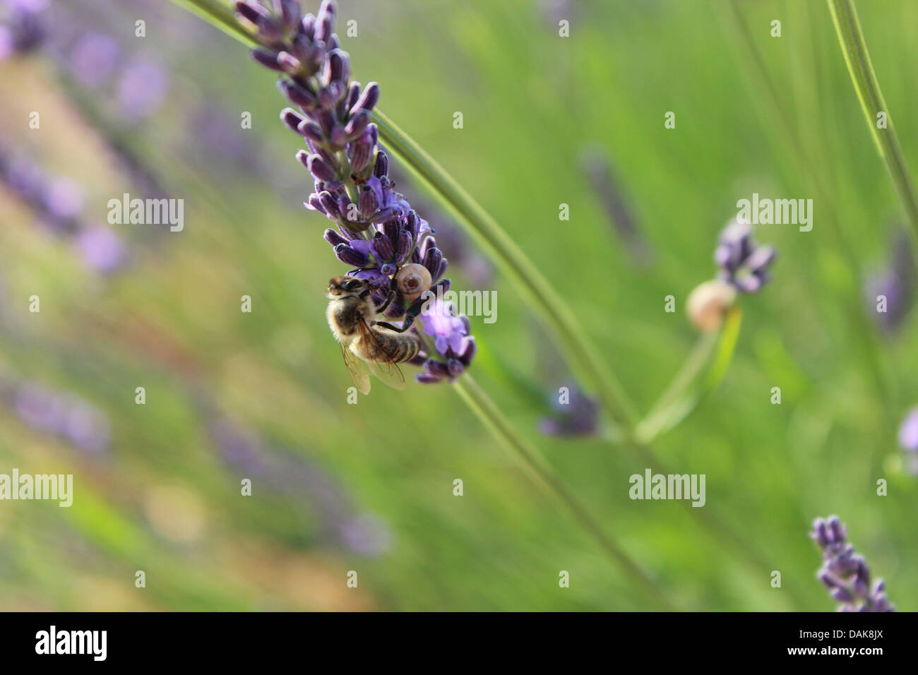 Biene auf einer Lavendel Blume Stockfoto