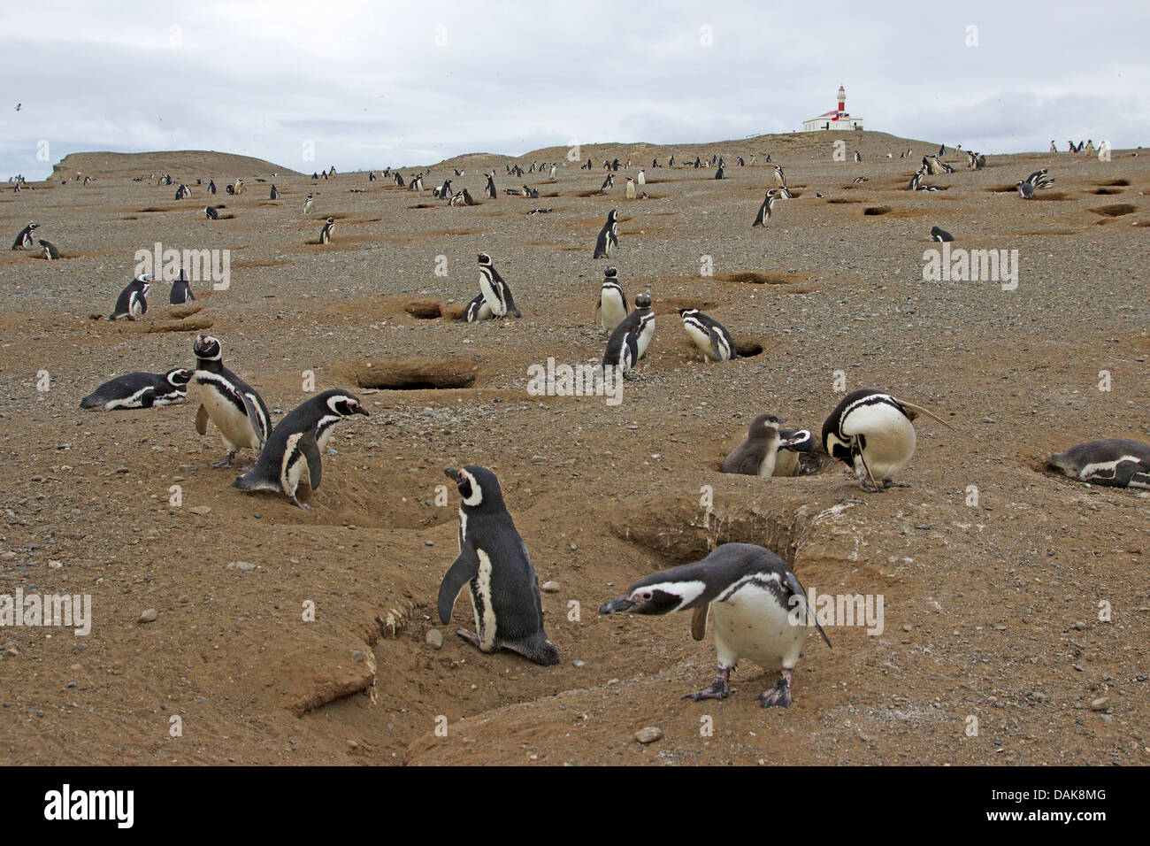 Magellan-Pinguin (Spheniscus Magellanicus), Pinguin-Kolonie, Punta Arenas, Chile, Isla Magdalena Stockfoto