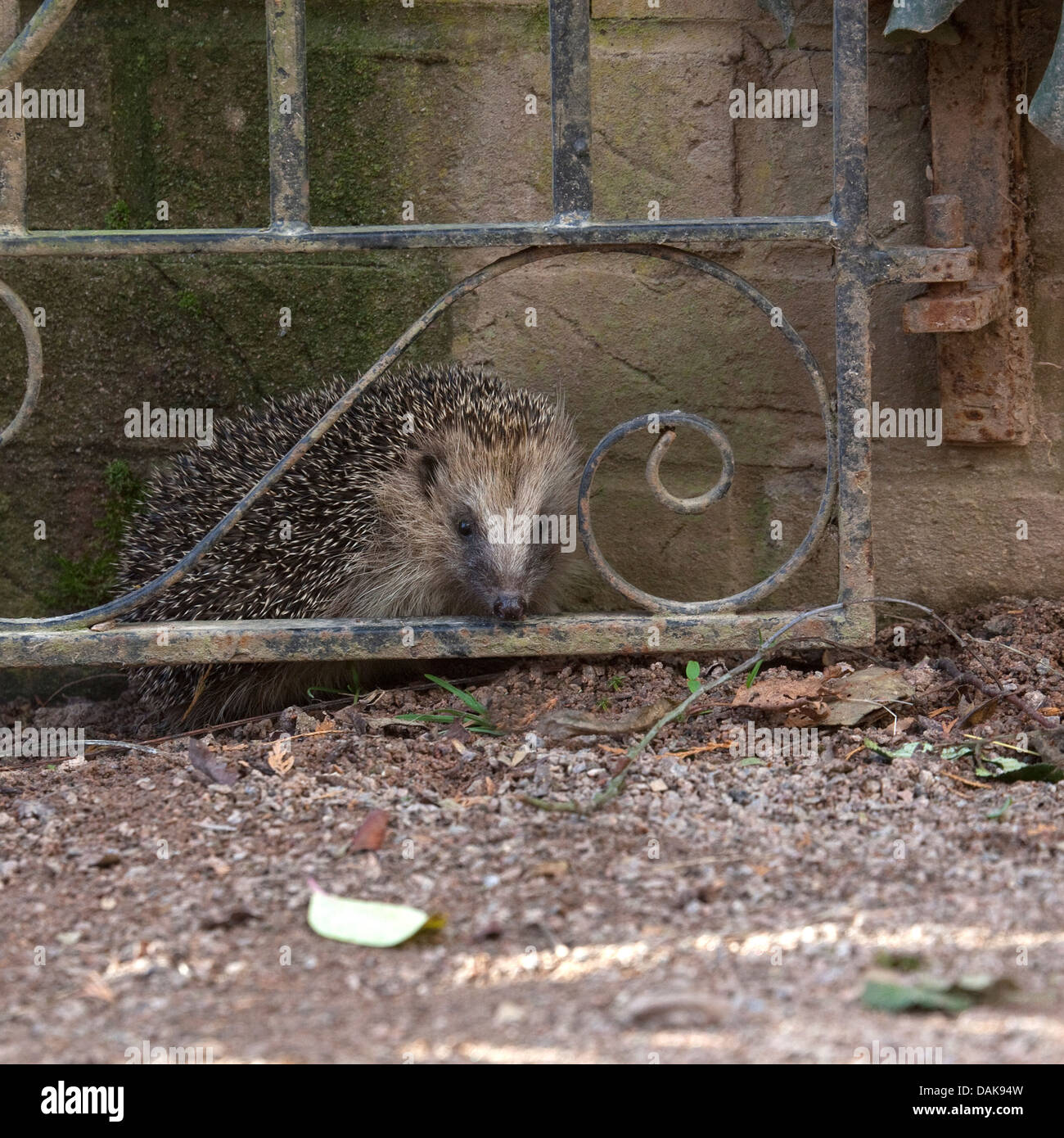 Europäische Igel im Garten Stockfotografie Alamy