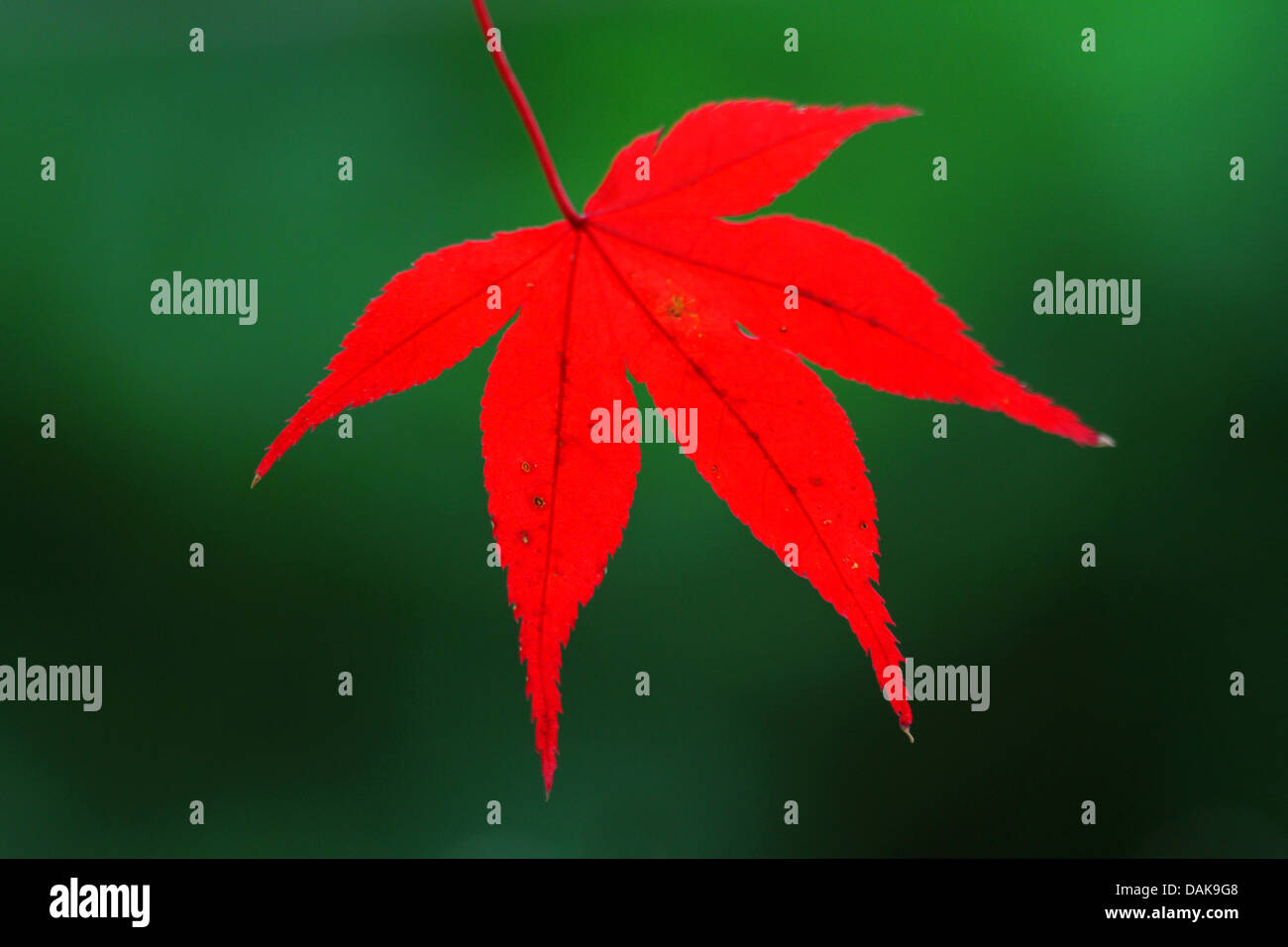 Japanischer Ahorn (Acer Palmatum), rote Herbst Blatt Stockfoto