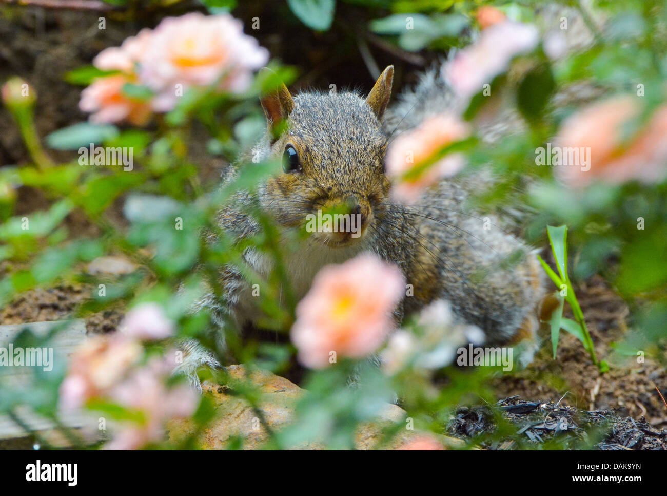 Eine östliche graue Eichhörnchen versteckt sich hinter einem Rosenbusch Stockfoto