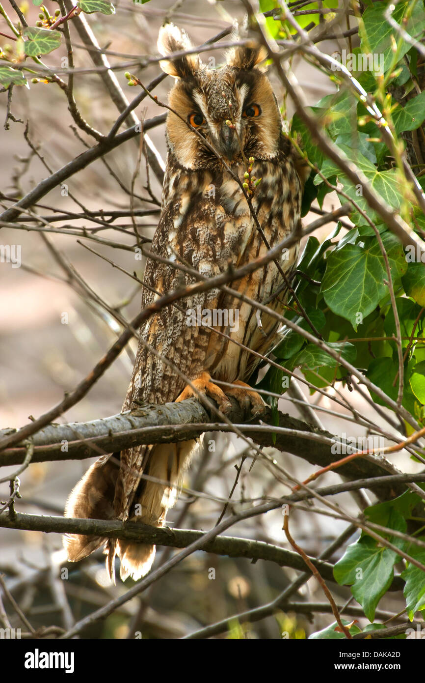 Waldohreule (Asio Otus) auf Zweig, der Schweiz, Sankt Gallen Stockfoto