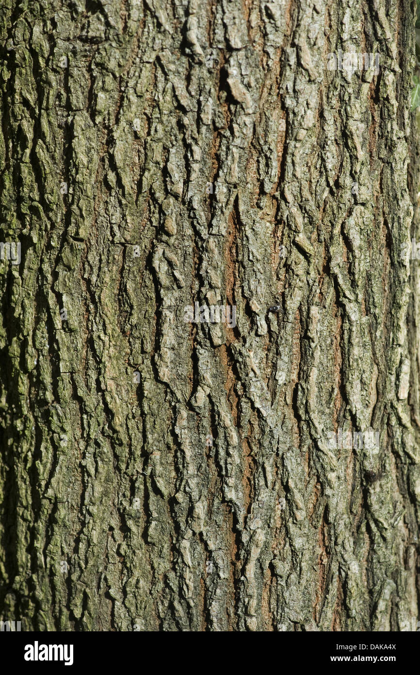 Scotch-Elm, Wych Ulme (Ulmus Glabra, Ulmus Scabra), bark, Deutschland Stockfoto