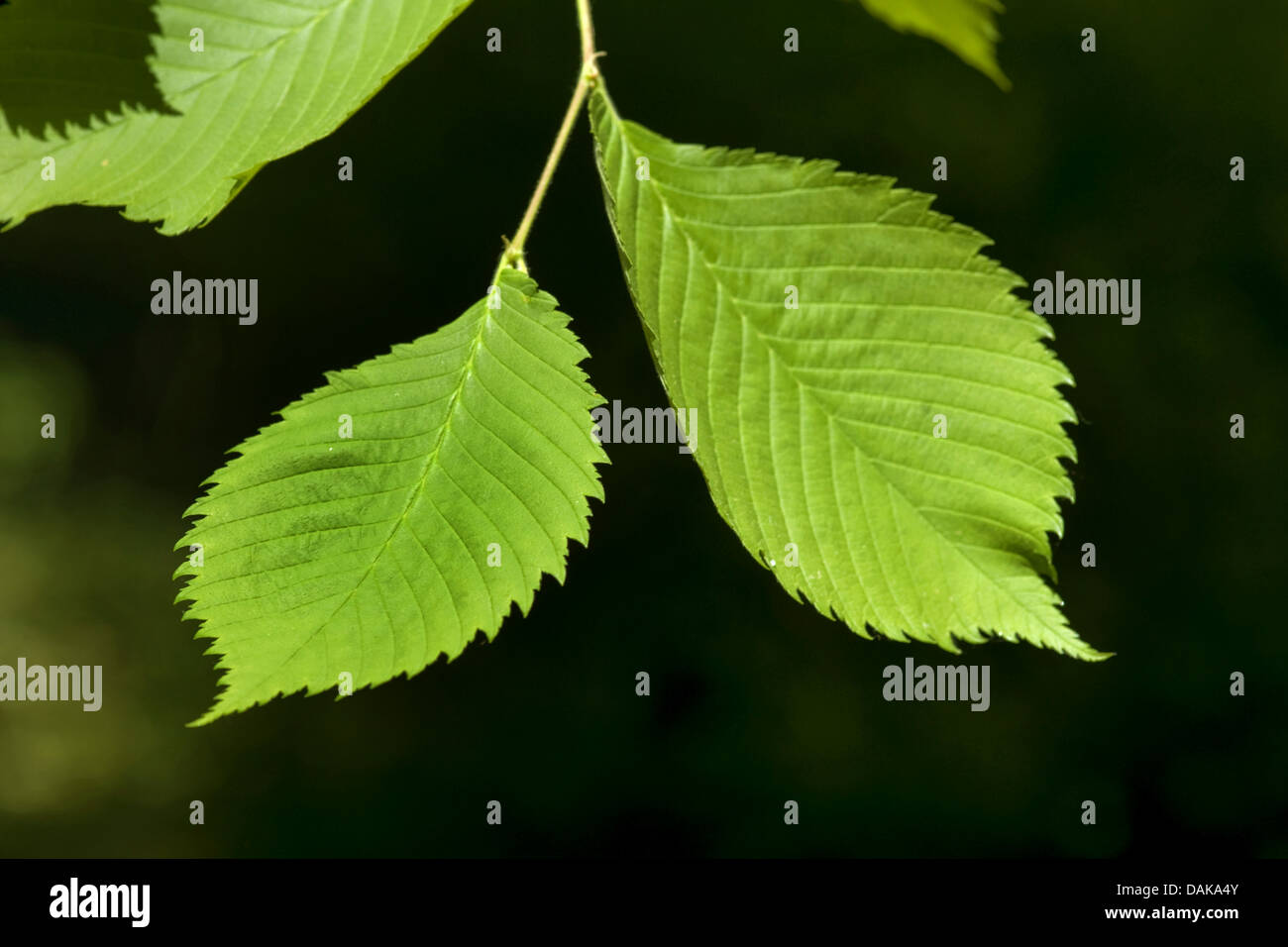 Europäische Ulme, Europäische weiße Ulme (Ulmus Laevis), Zweig mit Blättern in der Sonne, Deutschland Stockfoto