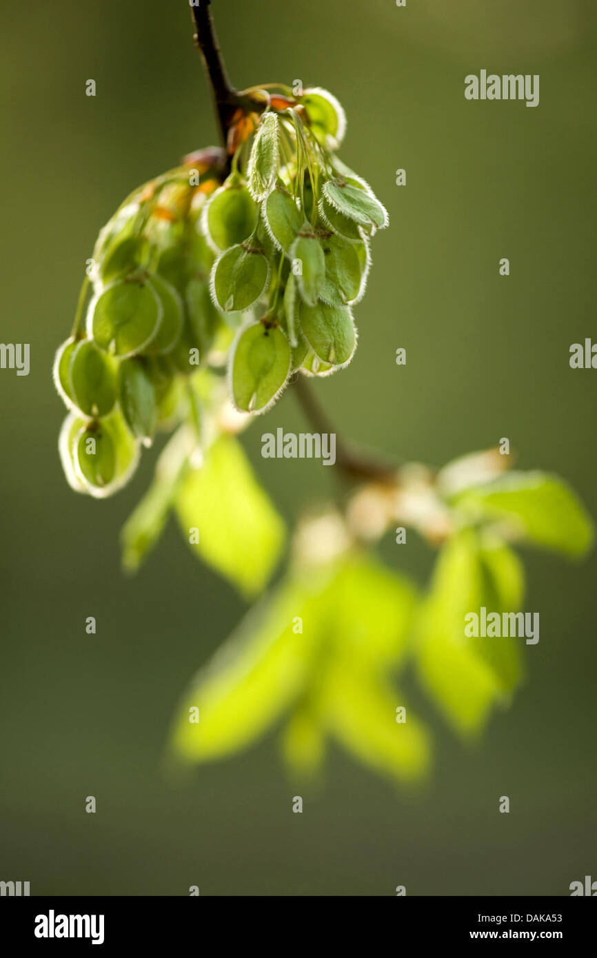 Europäische Ulme, Europäische weiße Ulme (Ulmus Laevis), Zweig mit Früchten im Sonnenlicht, Deutschland Stockfoto