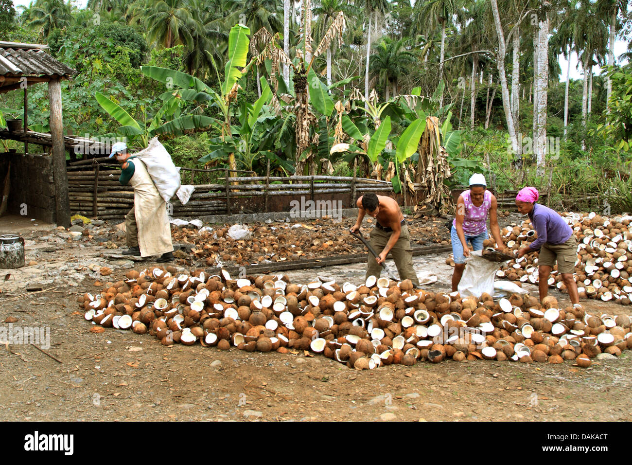 Kokosnuss (Cocos Nucifera), Kokos-Fertigung auf Kuba, Kuba Stockfoto