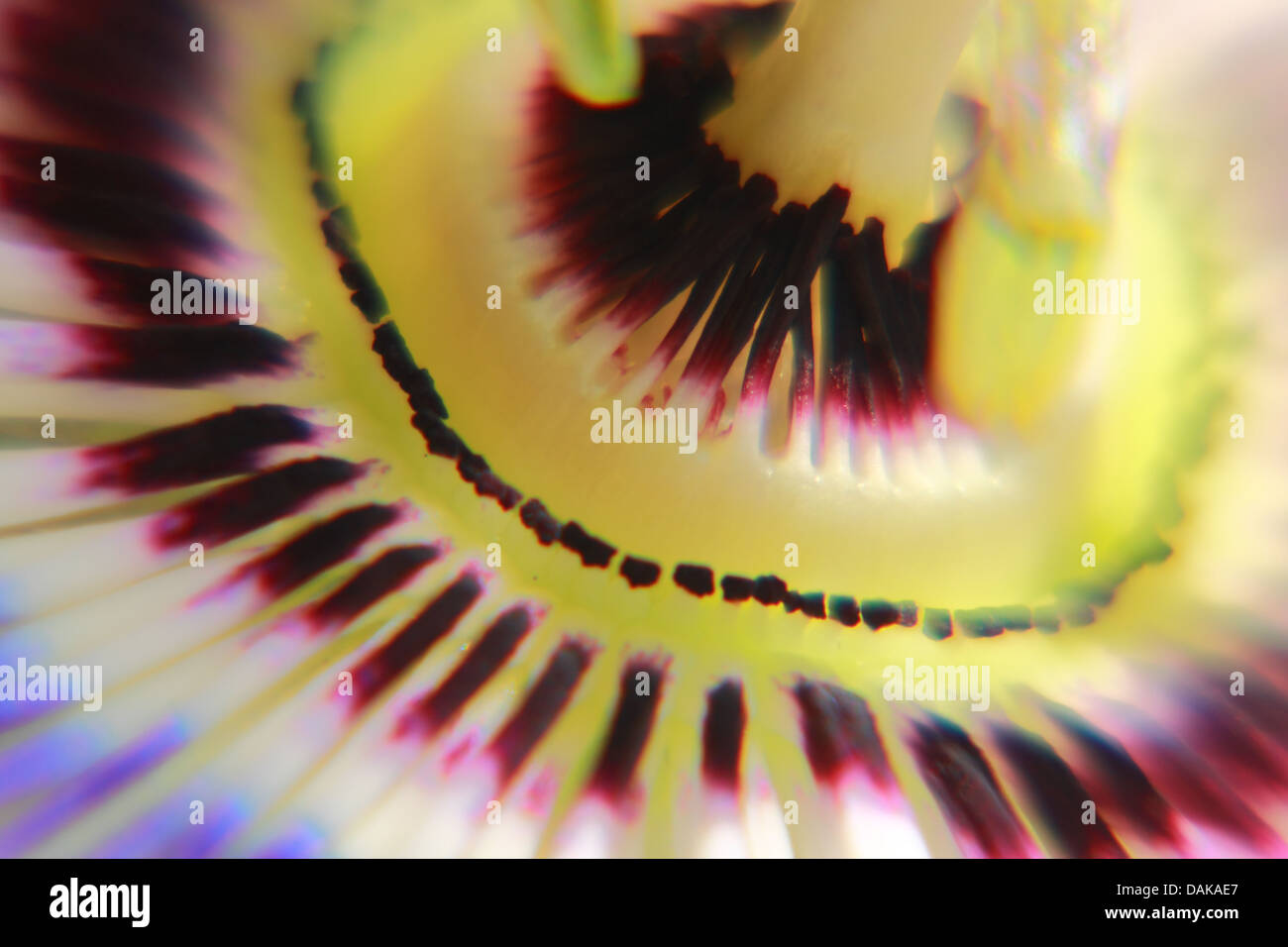 Die Passionsblume-Makro-Bild Stockfoto