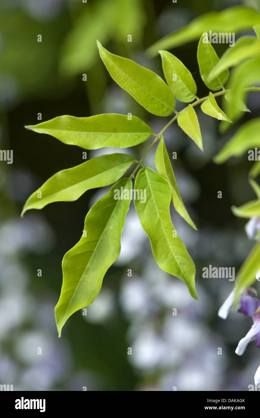 Chinesischer Blauregen (Wisteria Sinensis), Blatt Stockfotografie - Alamy