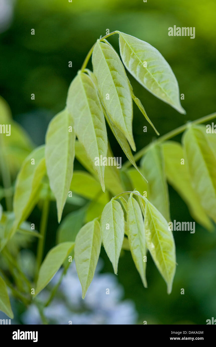 Chinesischer Blauregen (Wisteria Sinensis), junge Bltter Stockfotografie -  Alamy