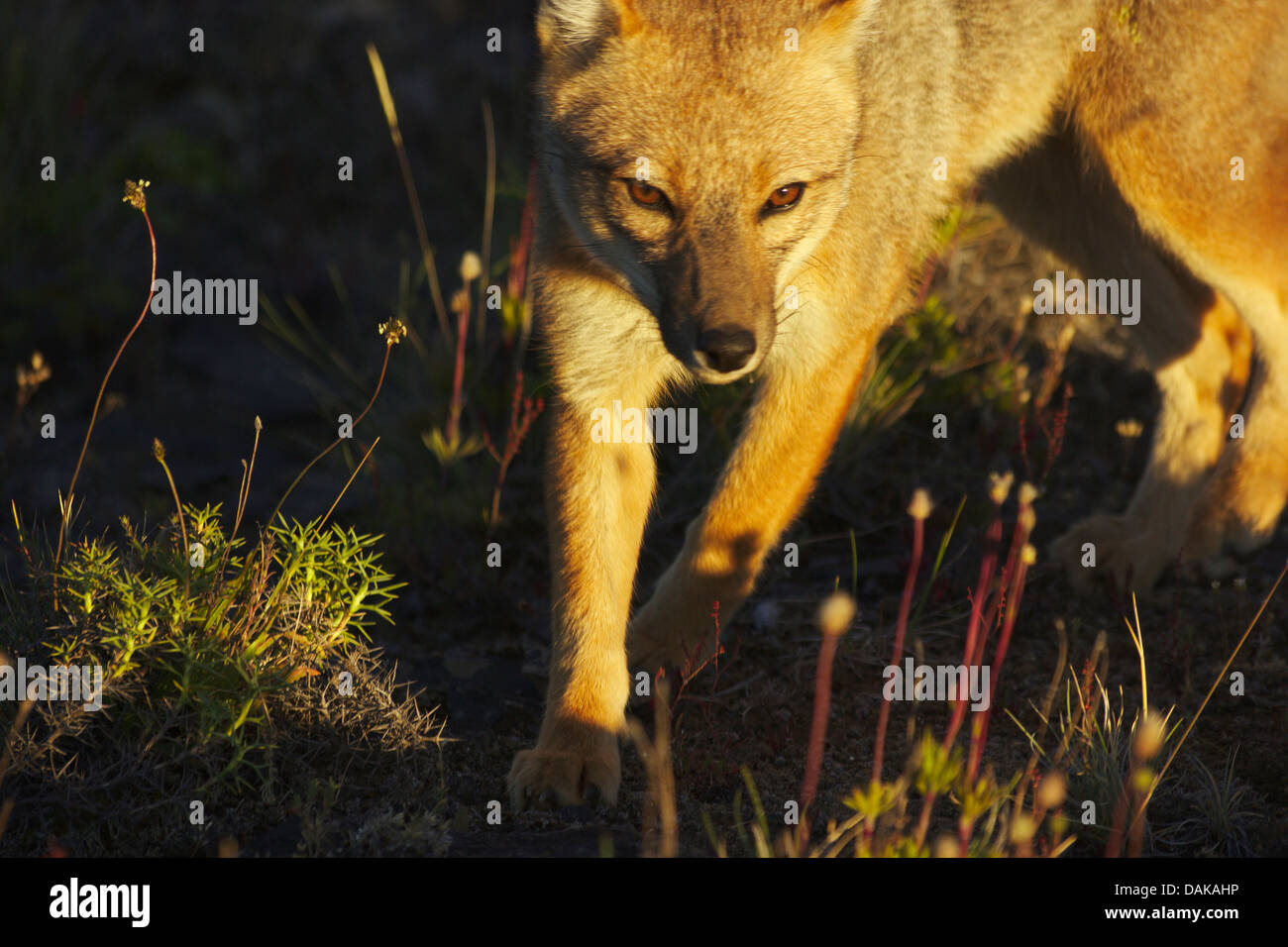 Colpeo Wolf, Culpeo, Culpeo Zorro, Anden Fuchs, Anden wolf (Dusicyon Culpaeus, Pseudalopex Culpaeus, Lycalopex Culpaeus), in den frühen Morgenstunden, Chile, Patagonien, Villa Castillo Stockfoto