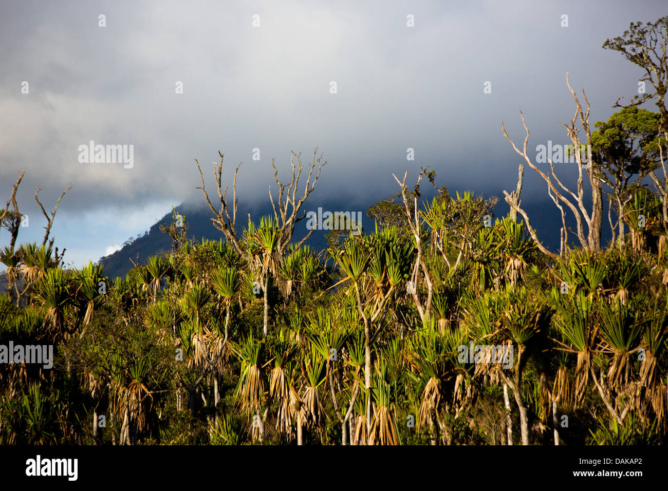 Montane Wald in Papua New Guinea Highlands Stockfoto