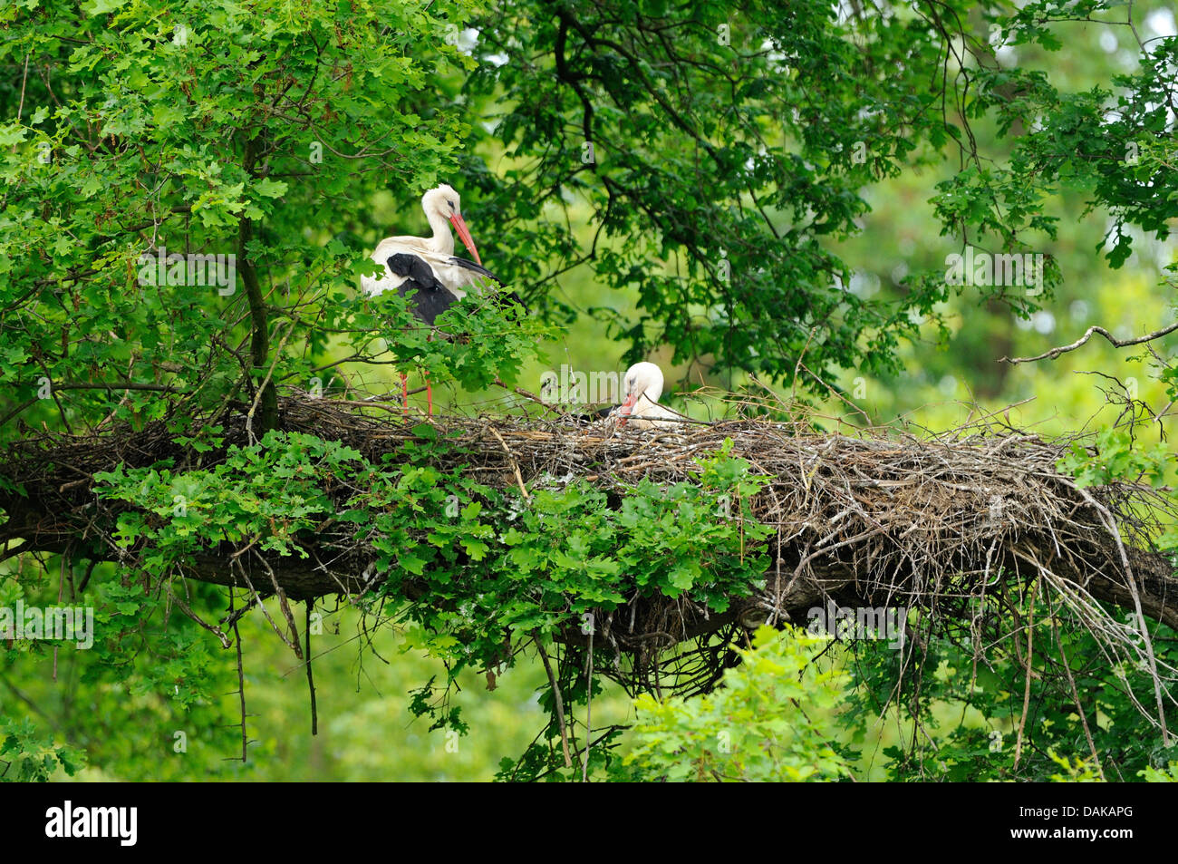 Weißstorch (Ciconia Ciconia), Storchenpaar auf ihrem Nest, Deutschland Stockfoto