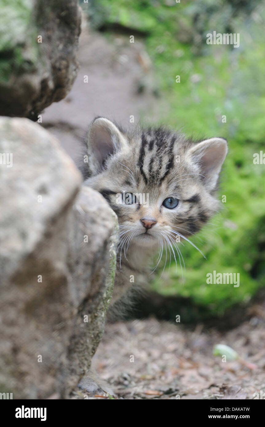 Europäische Wildkatze, Wald Wildkatze (Felis Silvestris Silvestris), Kätzchen auf der Suche hinter einem Stein Stockfoto