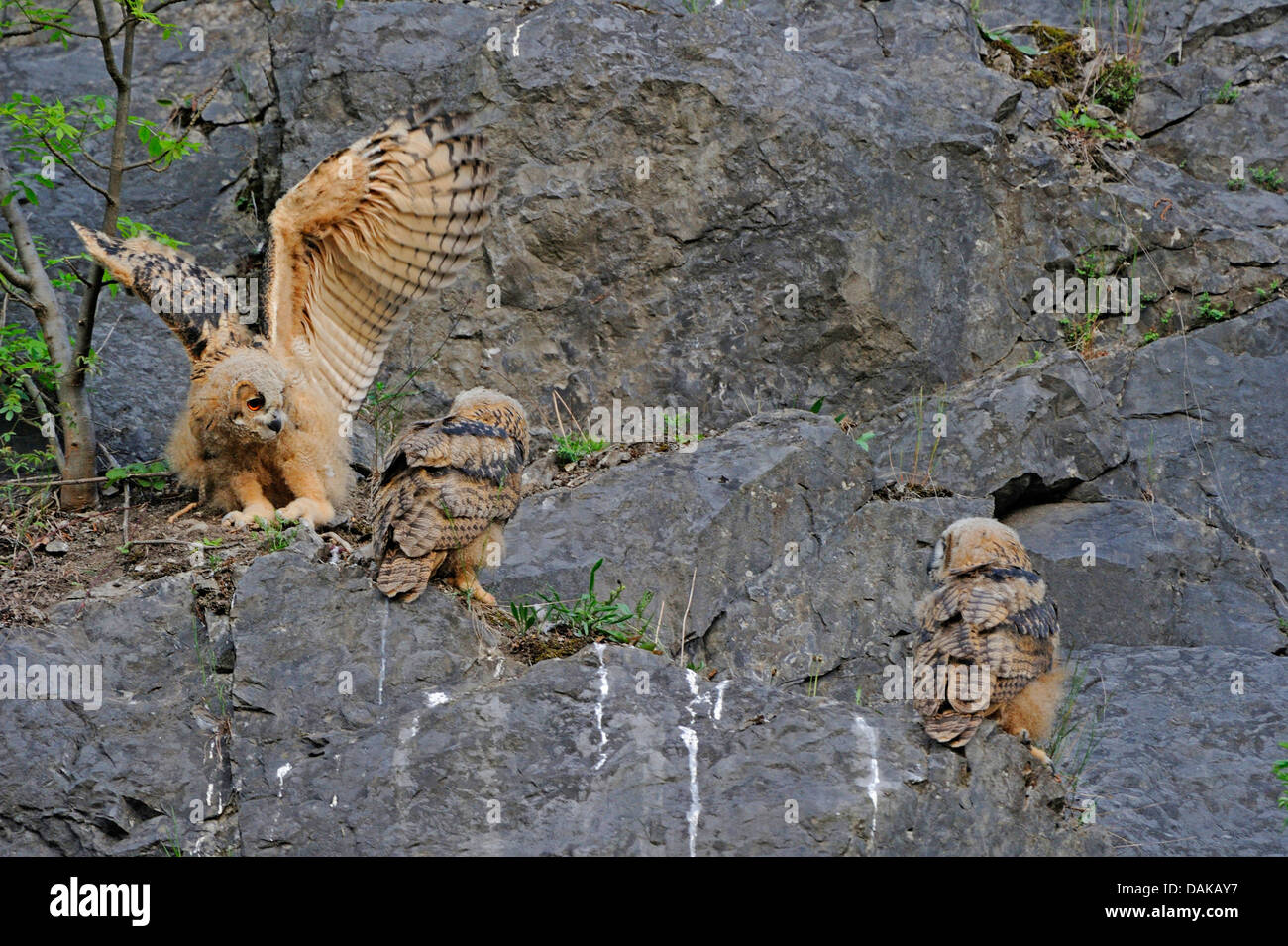 nördlichen Uhu (Bubo Bubo), drei Fledgelings an einer Felswand, Deutschland Stockfoto