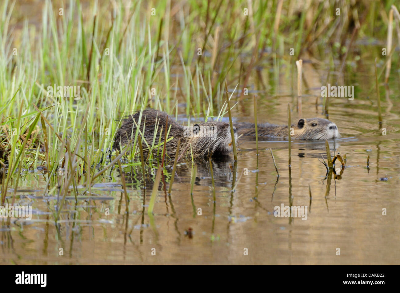 Nutrias, Nutria (Biber brummeln), zwei Sumpfbiber schwimmen durch das Schilf, Deutschland, Nordrhein-Westfalen Stockfoto