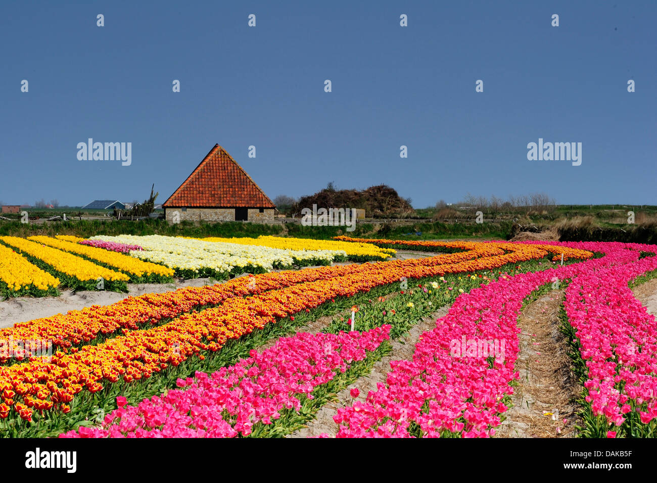 blühende Tulpe Feld und Farm Haus, Niederlande, Texel Stockfoto