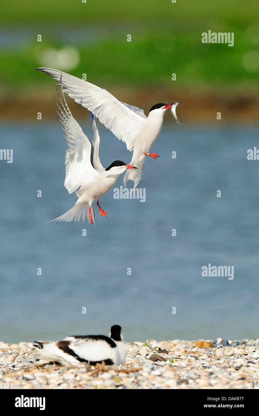 Seeschwalbe (Sterna Hirundo), kämpfen für einen Fisch im Flug, Niederlande Stockfoto