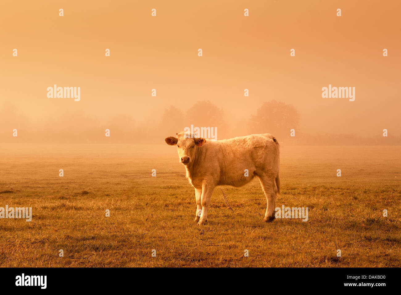 Backlit-Vieh in einem Feld bei Sonnenuntergang. Stockfoto