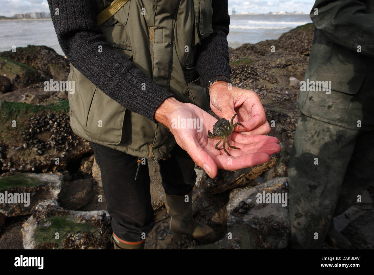 Natur-Ausflug an die Nordsee, Guide zeigt eine Krabbe, Belgien Stockfoto