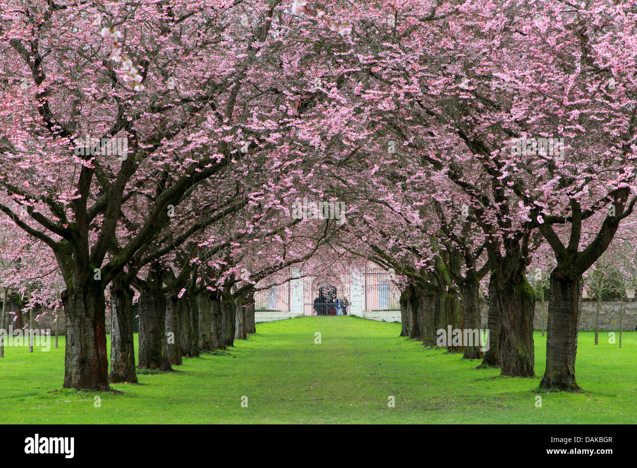 orientalische Kirsche (Prunus Serrulata), Kirschbaum-Allee, Deutschland, Baden-Württemberg, Schwetzinger Schlossgarten Stockfoto