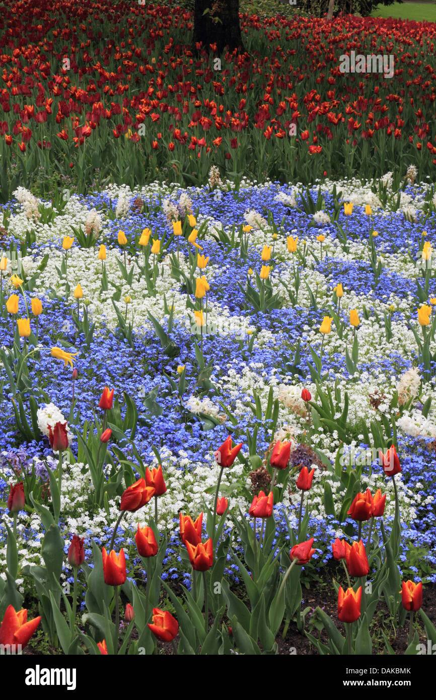 Blumenbeet im Frühjahr mit Tulpen und Vergissmeinnicht, Deutschland Stockfoto