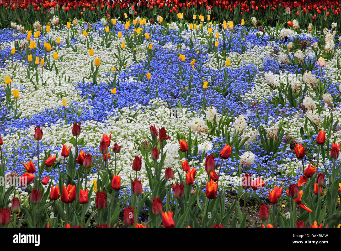 Blumenbeet im Frühjahr mit Tulpen und Vergissmeinnicht, Deutschland Stockfoto