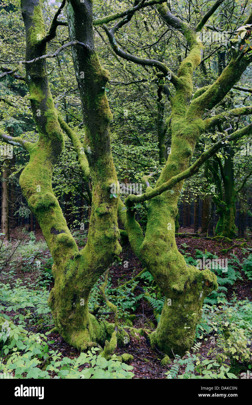 Stieleiche, pedunculate Eiche, Stieleiche (Quercus Robur), bemoosten Eichen, Winterberg, Sauerland, Nordrhein-Westfalen, Deutschland Stockfoto
