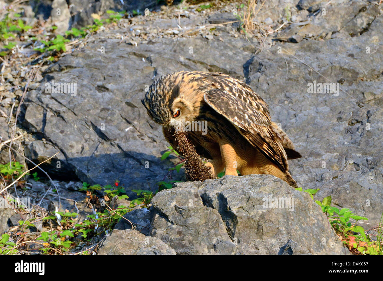 nördlichen Uhu (Bubo Bubo), juvenile in eine Felswand mit einem Gefangenen Igel, Deutschland, Nordrhein-Westfalen Stockfoto