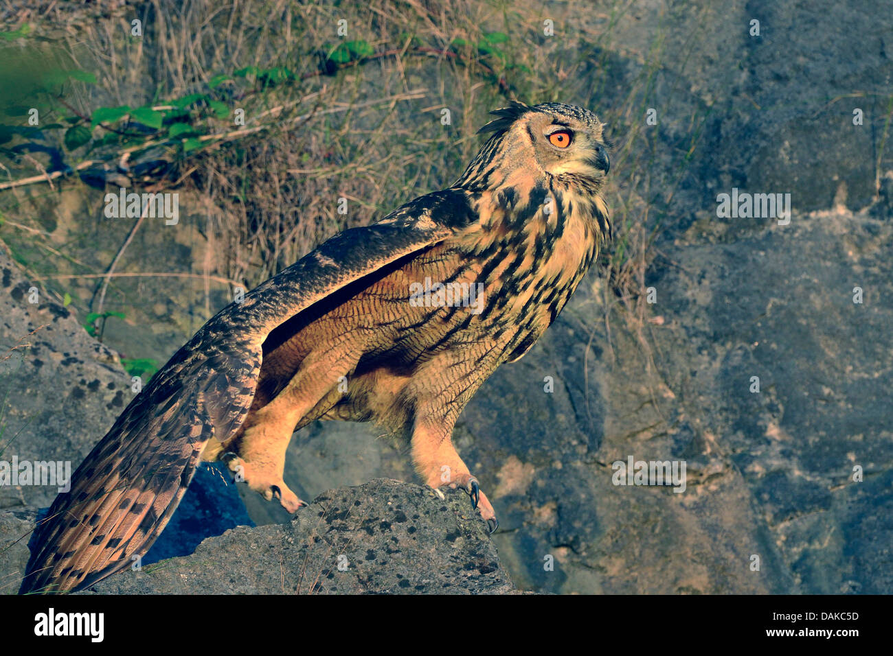 nördlichen Uhu (Bubo Bubo), juvenile sitzen in einer Felswand ein Steinbruch Streching, Deutschland, Nordrhein-Westfalen Stockfoto