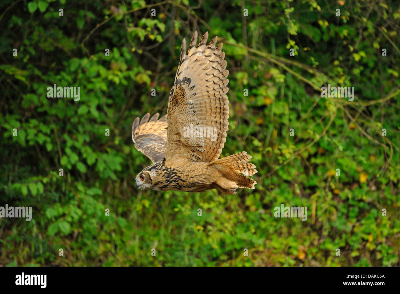 nördlichen Uhu (Bubo Bubo), fliegen vor einem Wald, Deutschland, Nordrhein-Westfalen Stockfoto