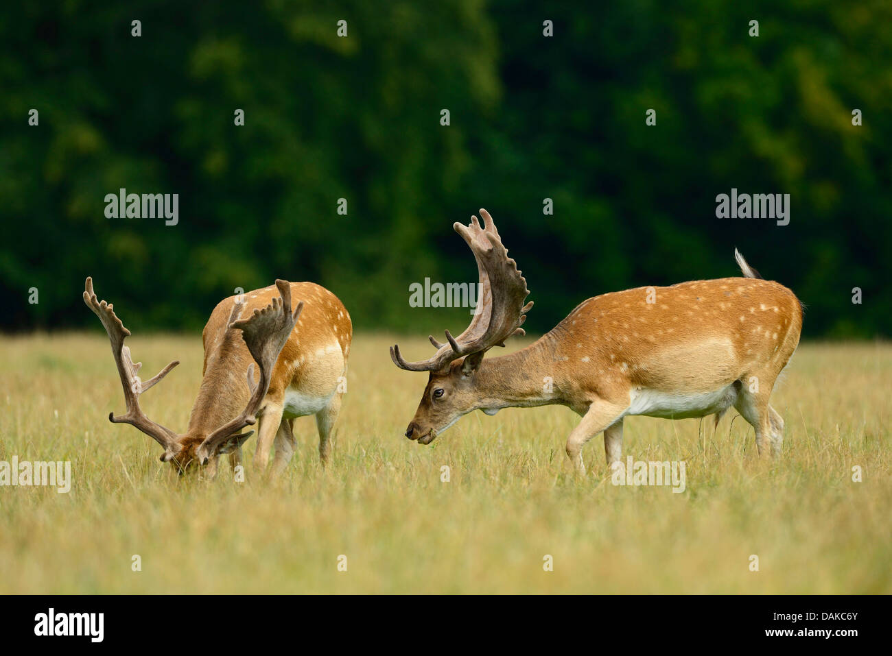 Damwild Hirsche (Dama Dama, Cervus Dama), zwei Hirsche, die Fütterung auf einer Wiese, Deutschland Stockfoto