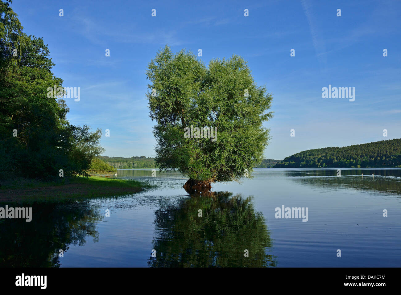 Silberweide (Salix Alba), Weide stehend in die See, Deutschland, Nordrhein-Westfalen, Sauerland Stockfoto