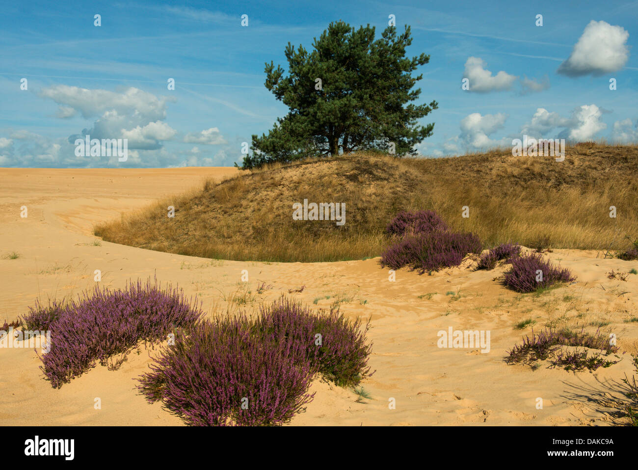 Ling, Heidekraut (Calluna Vulgaris), gemeinsame Heather, Dünenlandschaft mit blühender Heide, Niederlande, Hoge Veluwe National Park Stockfoto