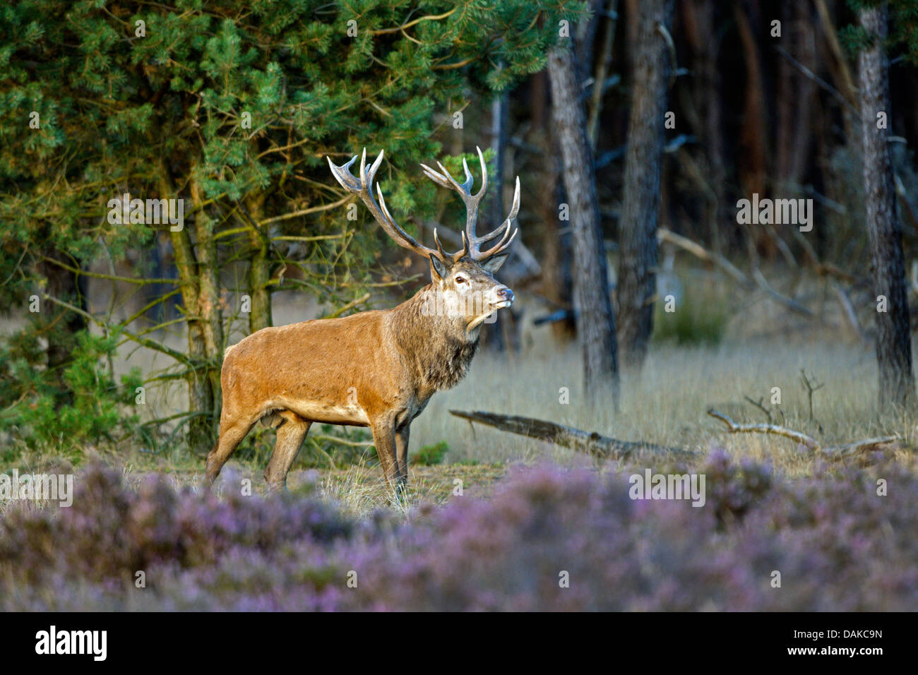 Rothirsch (Cervus Elaphus), Spurrinnen Zeit, Niederlande, Hoge Veluwe National Park Stockfoto