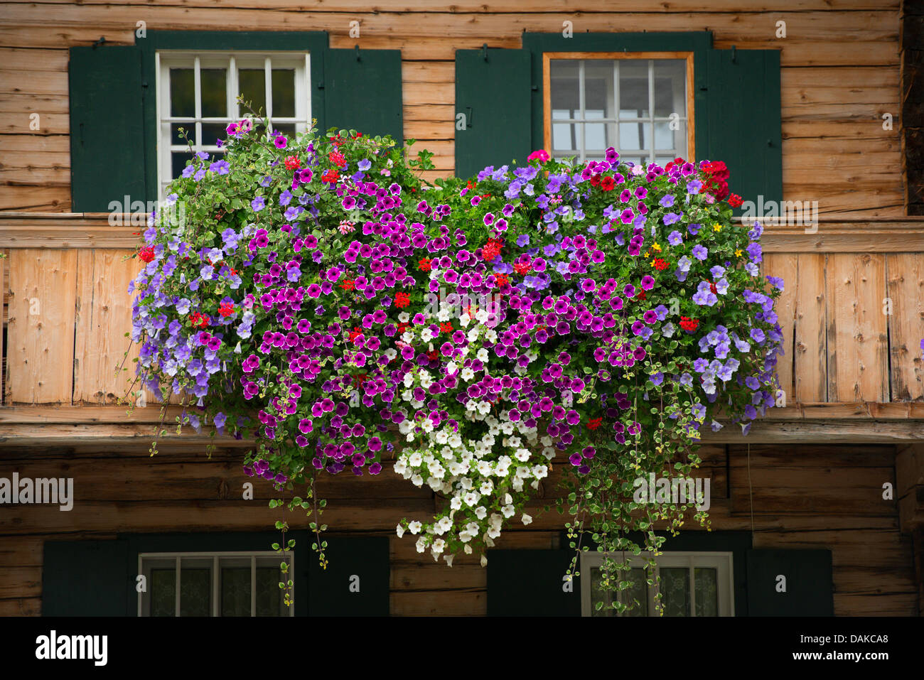 Garten-Petunie (Petunia X hybrida, Petunia-Hybride), üppigen Balkon Regelungen in einem Holzhaus, Österreich, Tyrol Stockfoto