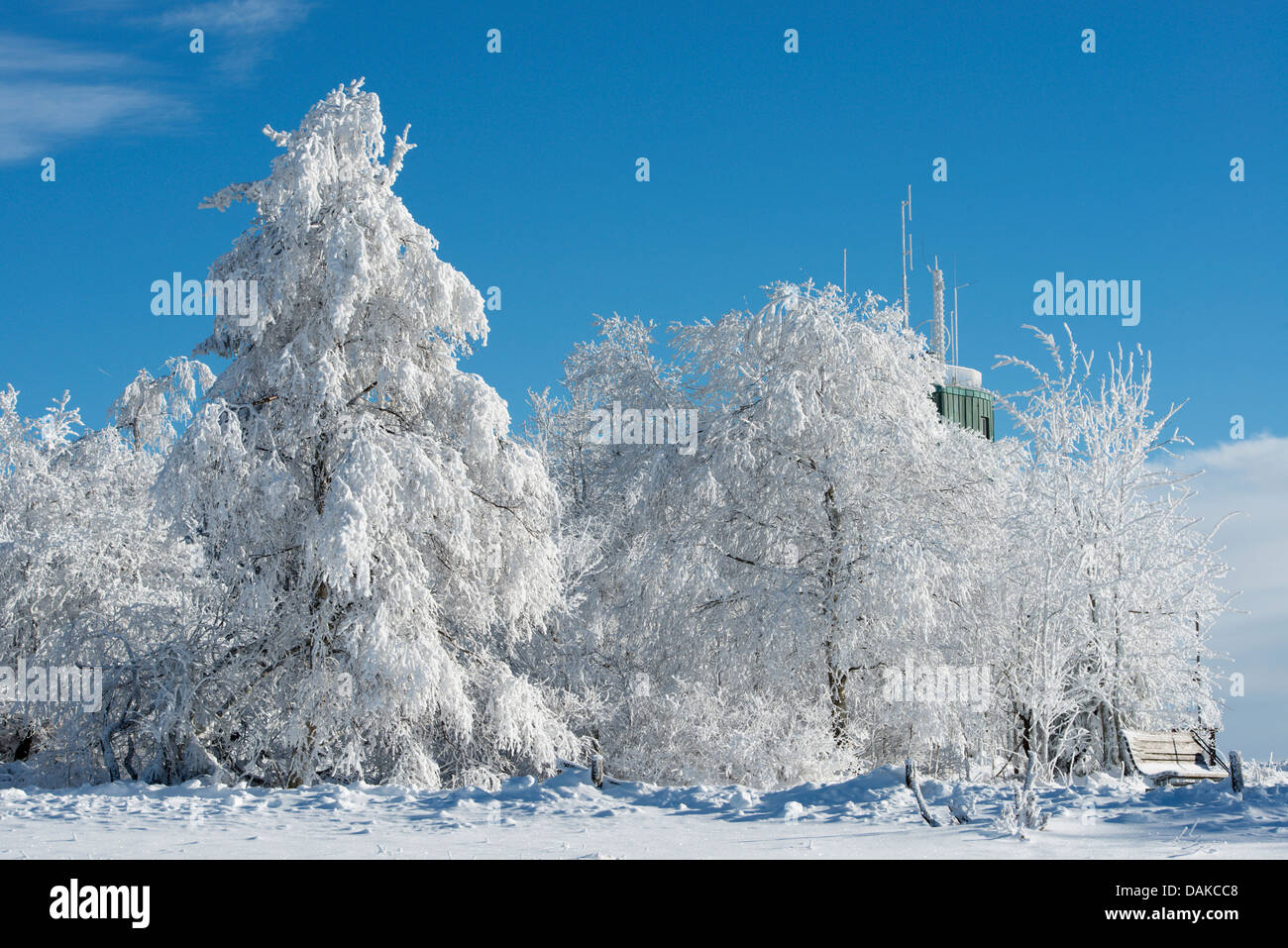 schneebedeckte Bäume am Kahler Asten, Deutschland, Nordrhein-Westfalen, Sauerland Stockfoto