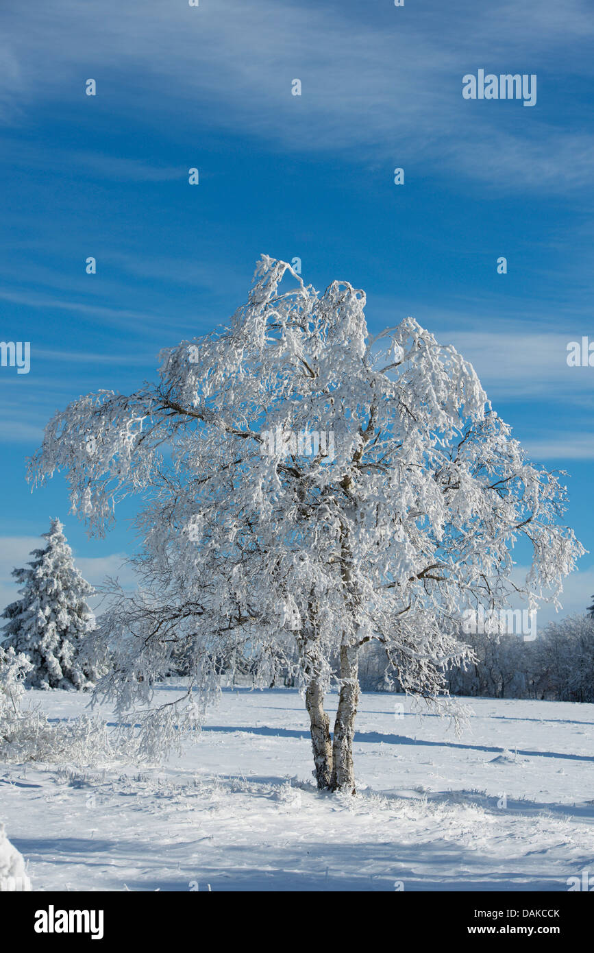 Schnee-bedeckten Baum am Kahler Asten, Deutschland, Nordrhein-Westfalen, Sauerland Stockfoto