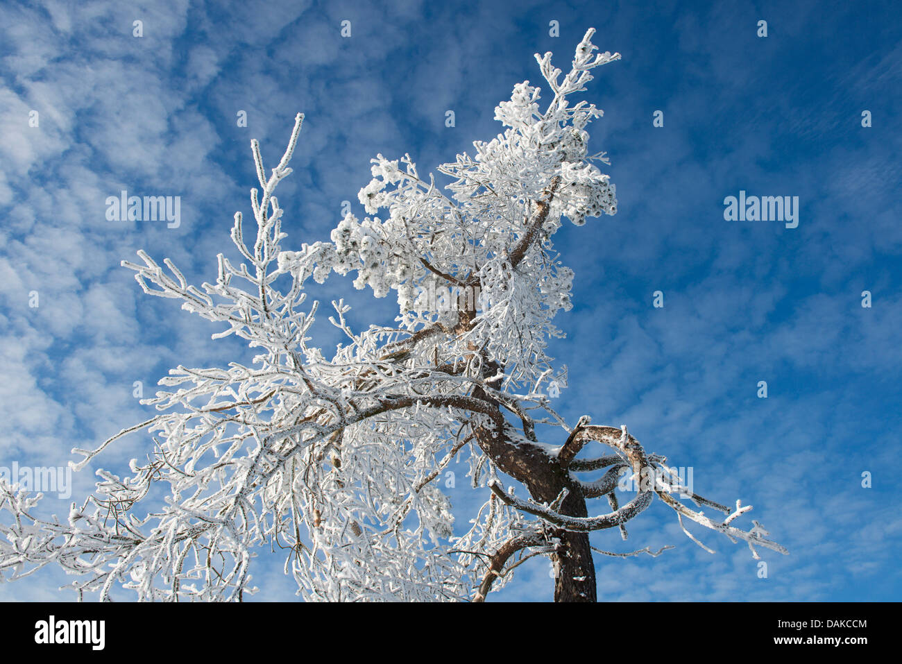 Schnee-bedeckten Baum, Deutschland, Nordrhein-Westfalen, Sauerland Stockfoto
