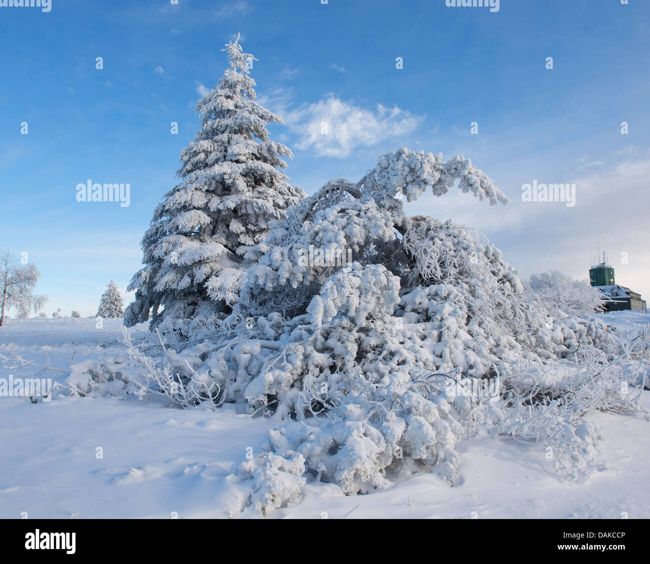 Gemeine Fichte (Picea Abies), schneebedeckten Fichten am Kahler Asten, Deutschland, Nordrhein-Westfalen, Sauerland Stockfoto