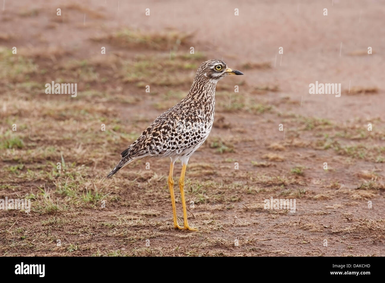 Gefleckte Thick-knee (Burhinus Capensis) Erwachsene auf Ebenen im Regen, Masai Mara, Kenia, Ostafrika Stockfoto