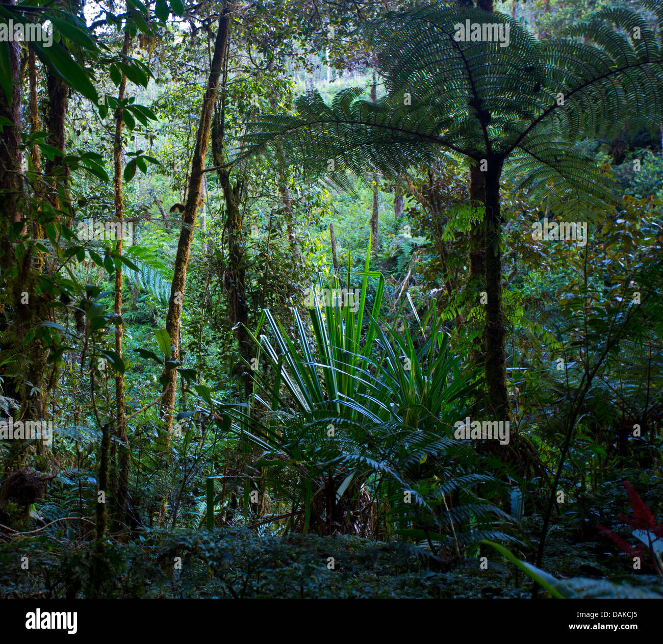 Gemäßigten montane Regenwald wächst im Hochland von Papua-Neu-Guinea Stockfoto